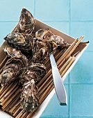 TBN Seafood - Geräte Step: Austernmesser