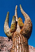 Riesenkaktus, Chile, Atacama-Wüste