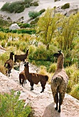 Lamas, Tal, Chile, Atacama-Wüste 