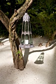 Metal lamp with candle hanging on tree, Dhigufinolhu Island, Maldives