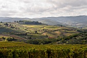 Vineyards near Panzano in Italy