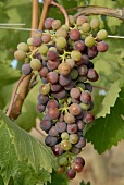 Close-up of sangiovese grapes
