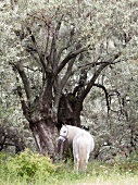 Weißes Pferd steht vor 1 Baum auf 1 Wiese, Pilion, Griechenland