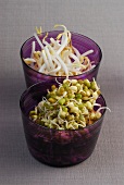 Bean sprouts and mung bean sprouts in bowl