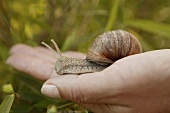 Weinbergschnecke auf einer Hand