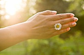 Close-up of hand with daisy in between fingers and sun rays falling on it