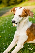 Terrier auf einer Wiese, braun weiß, Gänseblümchen in Schnauze
