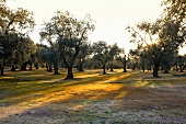 View of olive trees in Borgagne, Apulia, Italy