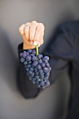 Hand hält blaue Weintraubenrebe hoch 