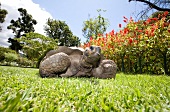 Madeira: Quinta Jardins do Lago, Schildkröte von den Galapagos-Inseln
