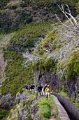 Madeira: Wandergrppe bei Levada-Tour an steiler Felswand