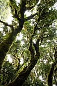 Madeira: Lorbeerbäume im Lorbeerwald , mit Flechten bewachsen