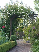 White rambler roses grown on pergola in garden