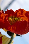 Offene Blüte von rotem Islandmohn, Seitenansicht.