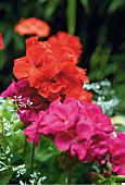 Close-up of red and purple geraniums flowers