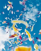 Close-up of colourful petals falling from blue sky, blurred