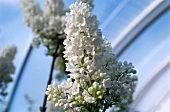 Close-up of white lilac