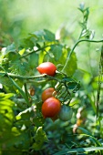 Piennolo tomatoes bush in garden