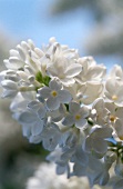 Close-up of white lilac