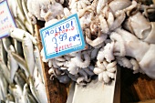 Close-up of sea food, Greece