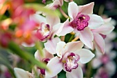 Orchidee, close-up 