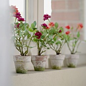 Four pots with roses on window sill