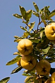 Close-up of ripe quinces hangine on branch