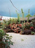 Garten, Kletterpflanzen in Töpfen, Blüten rot, ländlich