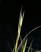 Close-up: Themeda triandra, grün, orange