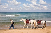 Man riding horses on beach while on vacation in Kilyos, Istanbul, Turkey
