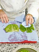 Man's hand pat drying cabbage leaves