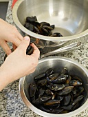 Close-up of man's hands removing flesh from bouchot mussels