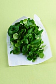 Bunch of lettuce on tissue
