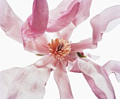 Close-up of magnolia leonard messel flower on white background