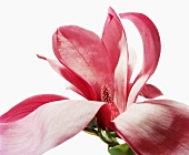 Close-up of magnolia flower on white background