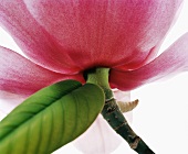 Close-up of magnolia campbellii var rosea flower on white background