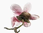 Close-up of Magnolia sprengeri flower on white background