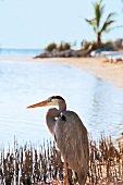 Close-up of great blue heron in front of sea