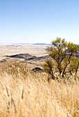 Namibia, Spreetshoogte-Pass, Landschaft, Baum