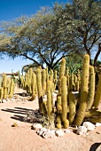 Namibia, Solitaire, Kaktus, X 