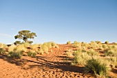 Namibia, Weg auf eine Düne, Baum, Sträuche, Sand