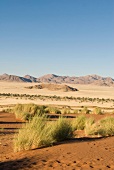 Namibia, Weg auf eine Düne, Baum, Sträucher, Sand