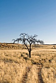 Namibia, Steppe, abgestorbener Baum
