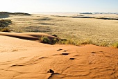 Namibia, Übergang von der Steppe zur Wüste