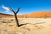 Namibia, Namib-Wüste, Sossusvlei, Salzwüste, abgestorbene Akazie