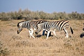 Namibia, zwei Zebras im Busch, X 