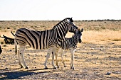 Namibia, zwei Zebras im Busch, Fohlen, Mutter