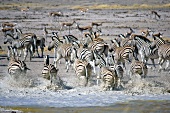Namibia, rennende Herde Zebras am Wasserloch
