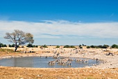 Namibia, Zebras trinken am Wasserloch