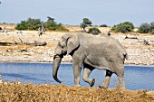 Namibia, Elefant am Wasserloch, X 